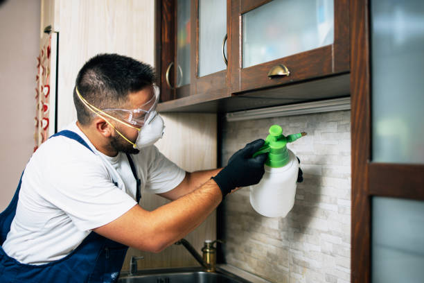 Wasp Removal Services in Oak Park, CA